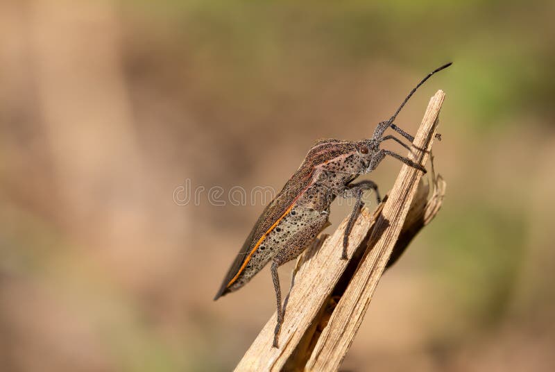 The Reddish-brown Insect Has Long Antennae and Long Legs with Short Hair Covering Its Body. the Abdomen Has Black Dots Stock Photo - Image of spring, closeup: 207403502 The Reddish-brown Insect Has Long Antennae and Long Legs with Short Hair Covering Its Body. the Abdomen Has Black Dots Stock Photo - Image of spring, closeup: 207403502