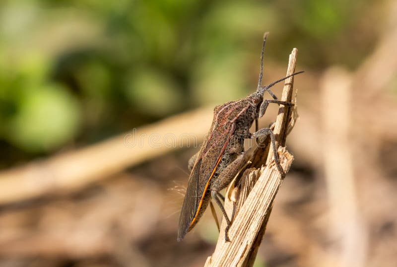The Reddish-brown Insect Has Long Antennae and Long Legs with Short Hair  Covering Its Body. the Abdomen Has Black Dots Stock Photo - Image of  nature, destruction: 207403512