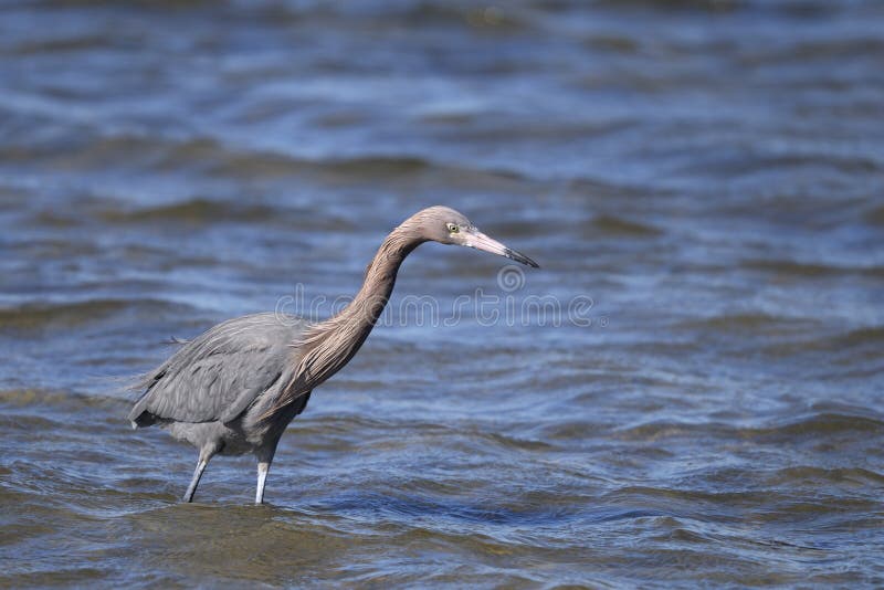Reddish egret, egretta rufescens royalty free stock photography Reddish egret, egretta rufescens royalty free stock photography