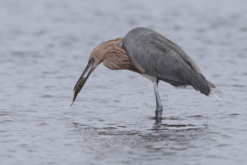 Reddish Egret eating a fish - St. Petersburg, Florida