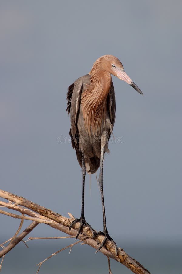 Reddish Egret at Fort De Soto State Park, Florida. royalty free stock photo Reddish Egret at Fort De Soto State Park, Florida. royalty free stock photo