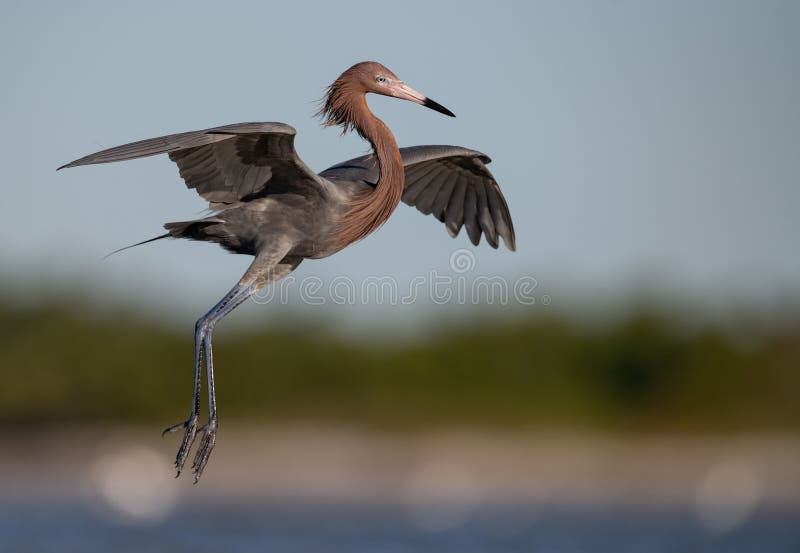 Reddish Egret Portrait