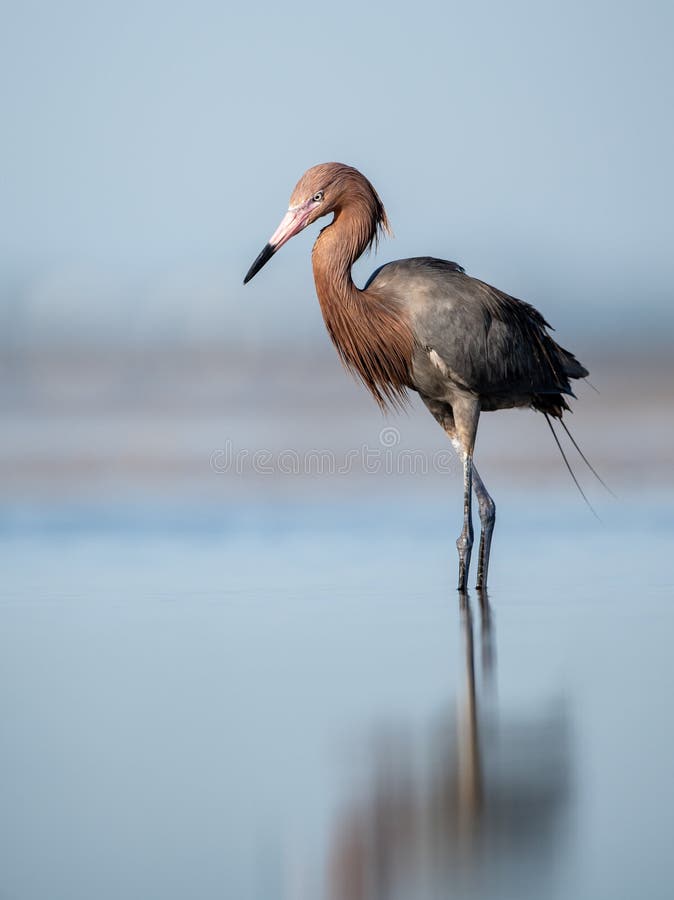 Reddish Egret Portrait