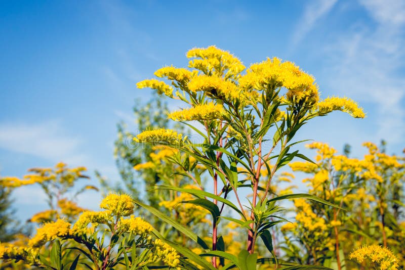 Reddish stems and green leaves of the yellow flowering goldenrod