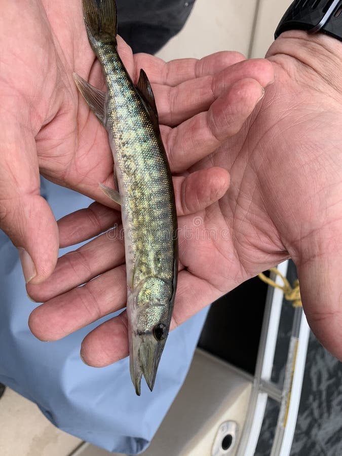 Fresh redfin from the sea stock image. Image of trade 34459591