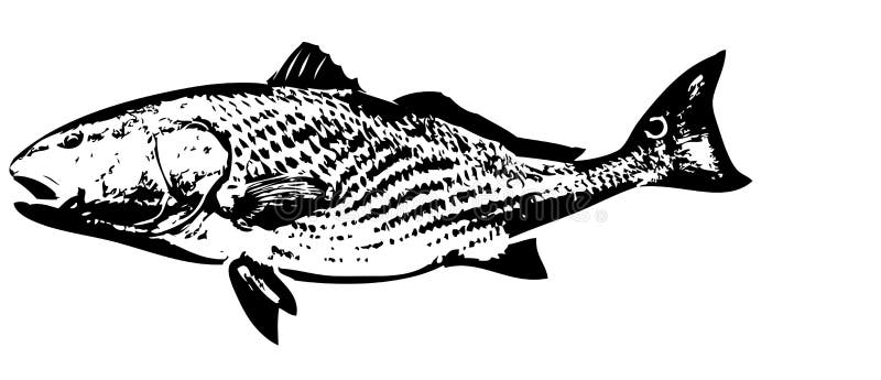 Download Redfish fish vector stock vector. Illustration of redfish ...