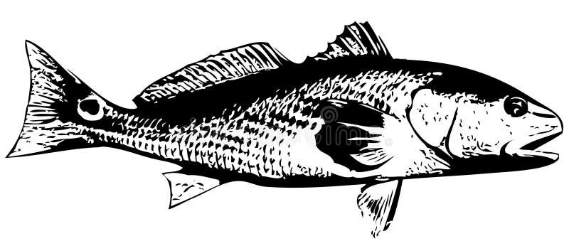 Download Redfish (Red Drum) Fish - Vector Stock Vector ...