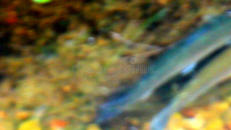 The salmon who has gathered for spawning in a riverhead. breeding bin. Commander Islands. Redfish video