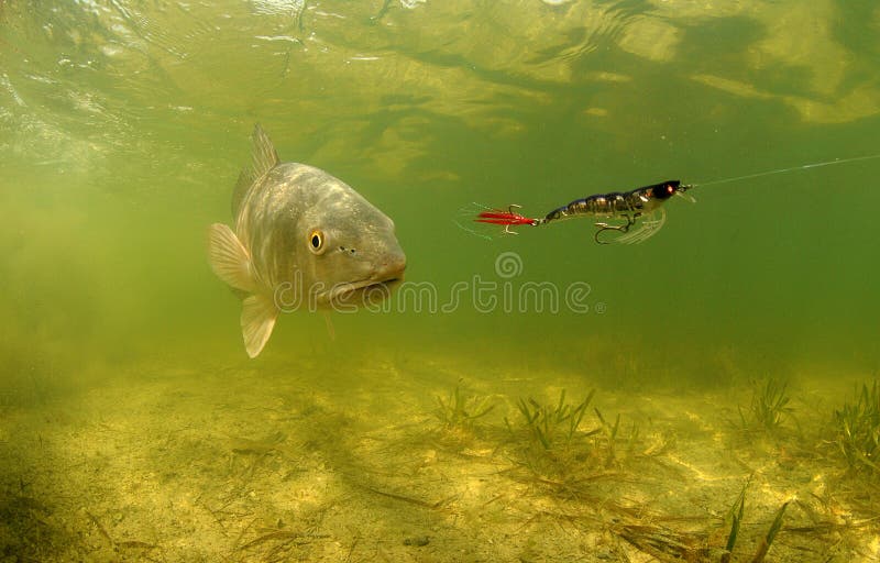 Redfish Underwater Chasing Lure Royalty Free Stock Image Image 29012906