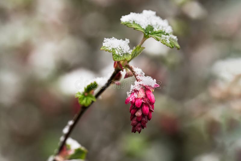 Close up of redflower currant flower and leaves with snow in early spring. Close up of redflower currant flower and leaves with snow in early spring
