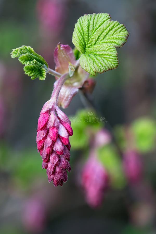 Close up of redflower currant flower and leaves in early spring. Close up of redflower currant flower and leaves in early spring