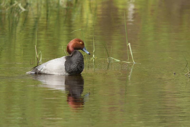 Redhead duck near Hauser Lake.