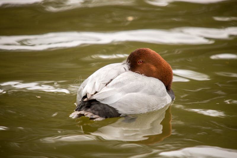 Redhead πάπια από πίσω στοκ εικόνα με δικαίωμα ελεύθερης χρήσης Redhead πάπια από πίσω στοκ εικόνα με δικαίωμα ελεύθερης χρήσης