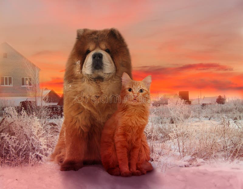 Redheaded dog and red cat on a winter sunset