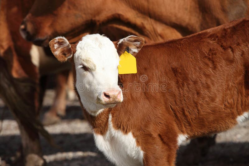 Redondeo de ganado para etiquetado y marca