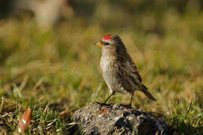 Redpoll Carduelis flammea sitzt auf einem Stein lizenzfreie stockfotografie