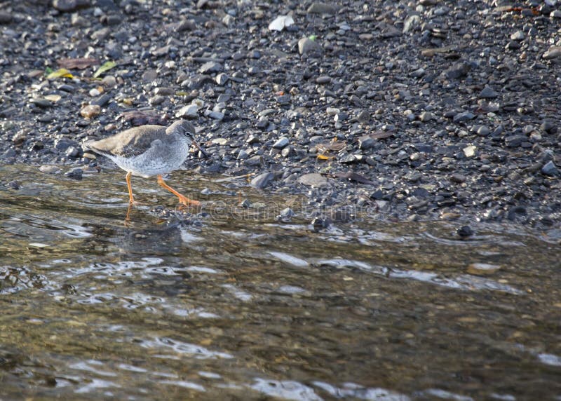Redshank obraz royalty free Redshank obraz royalty free