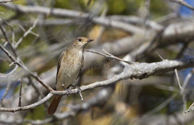 Redstart