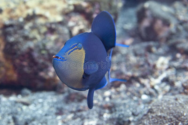 Redtooth triggerfish on coral reef swimming and showing red teeth