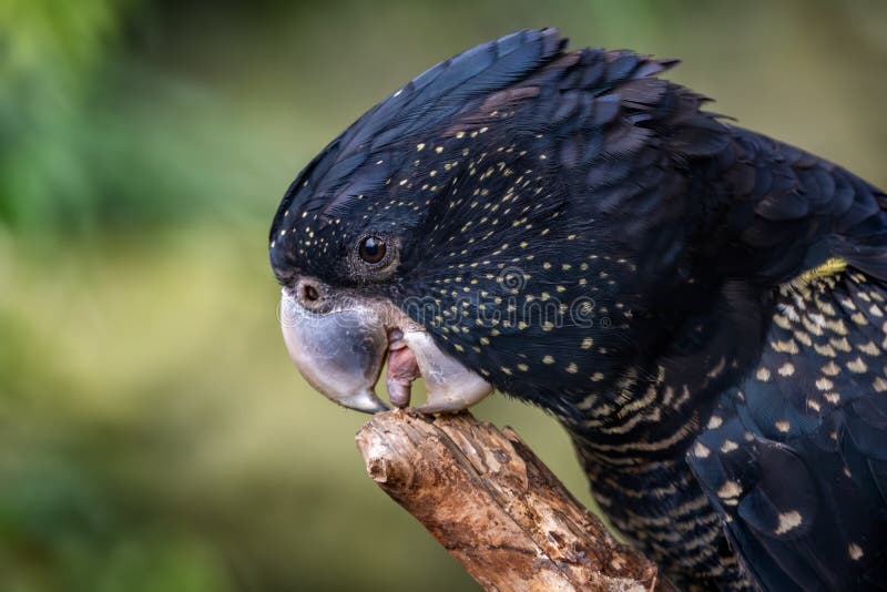 Reducerad svart cockatoporträtt av vacker, stor, svart cockatoo från australiska eucalyptus-skogar royaltyfri bild