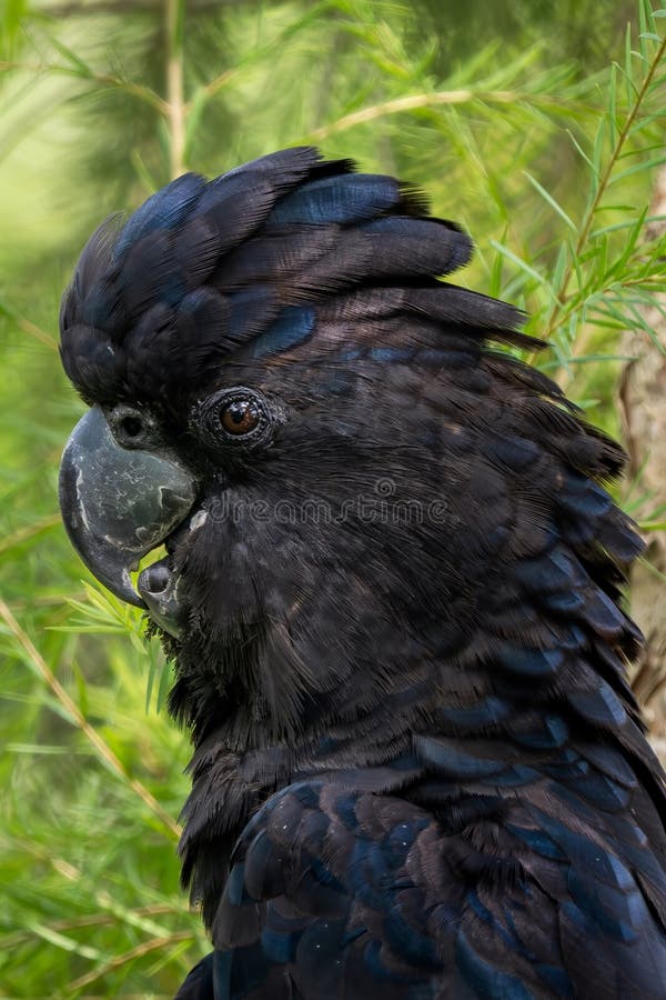 Reducerad svart cockatoporträtt av vacker, stor, svart cockatoo från australiska eucalyptus-skogar arkivbild
