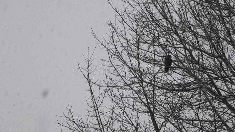 A redwing black bird resting on top of a sparse tree during winter, 4k 60fps