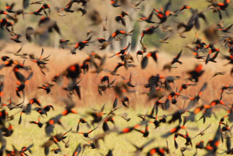 Redwing Blackbirds