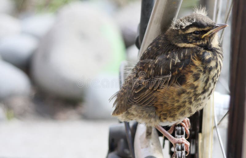 Redwing fledgling with copy space