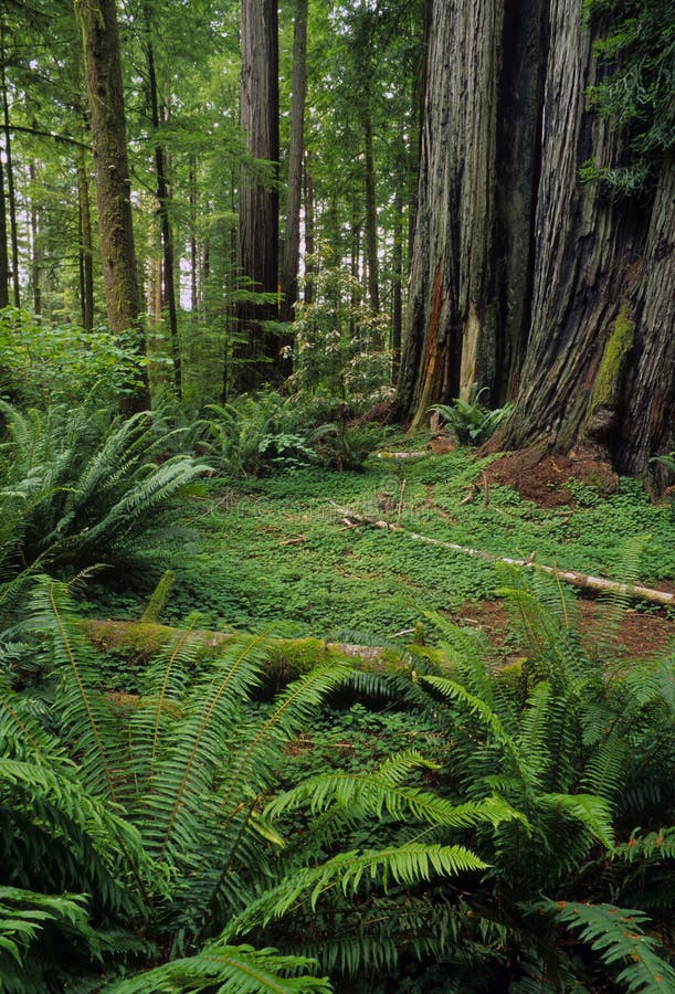 Redwood forest