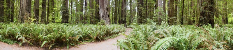 Redwood Forest of California