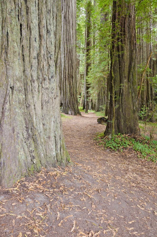 Redwood Forest of California