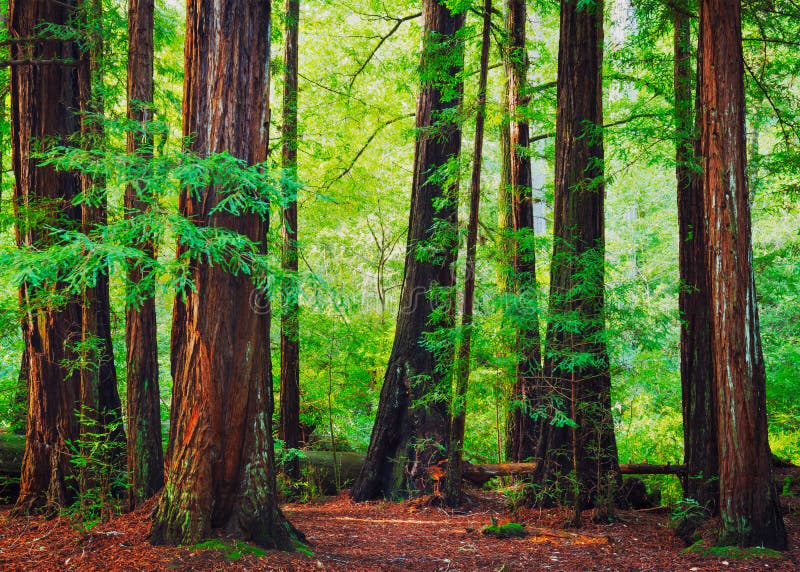 californian-redwood-forest-stock-photo-image-of-growth-32715482