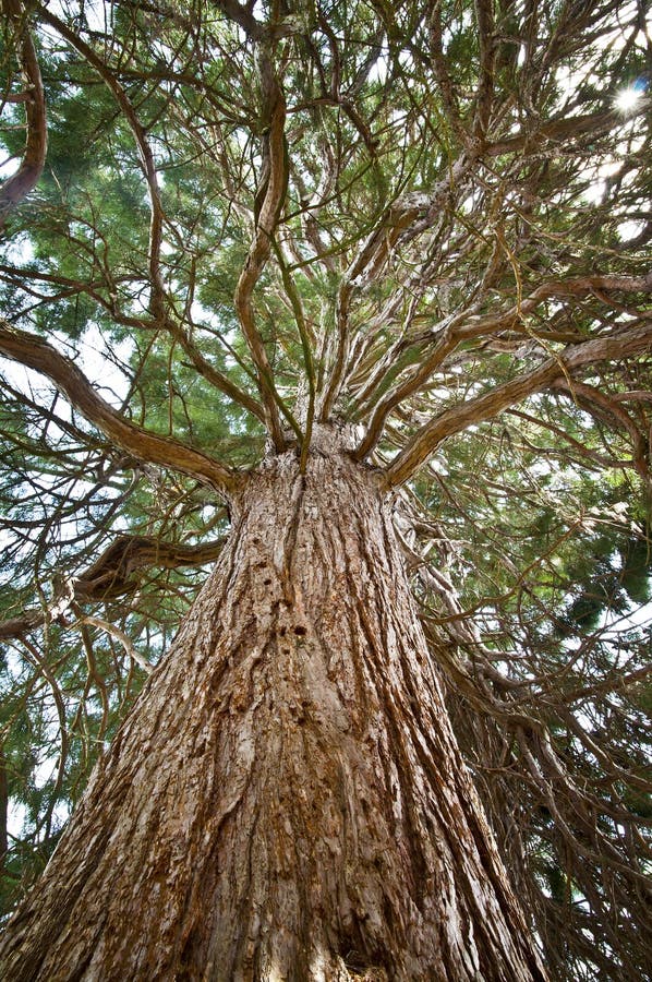 Redwood majestatyczny drzewo fotografia royalty free
