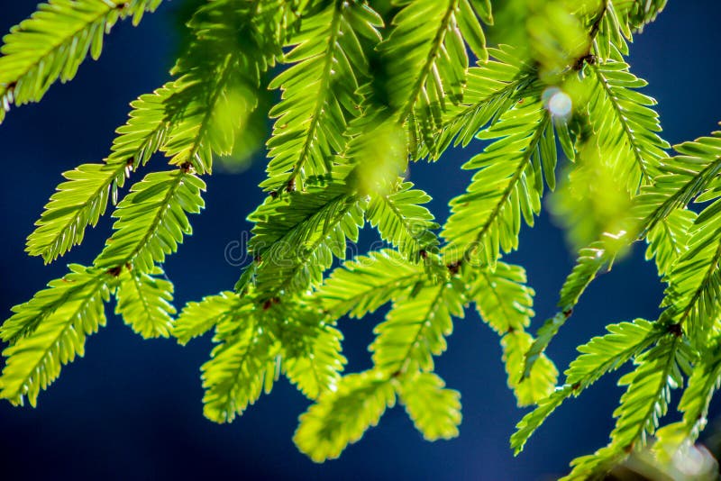 Redwood needles in the sun stock photo. Image of coniferous 66673348