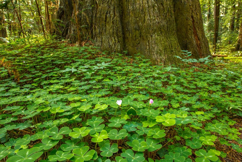 Redwood Sorrel stock photos Redwood Sorrel stock photos