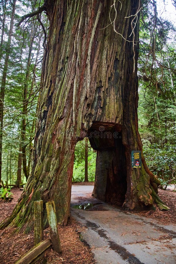 A Redwood Tree that You Can Drive Your Car through Stock Image Image