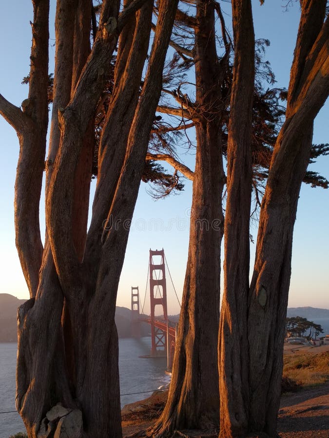Redwood trees. Goldengate Bridge stock photos Redwood trees. Goldengate Bridge stock photos