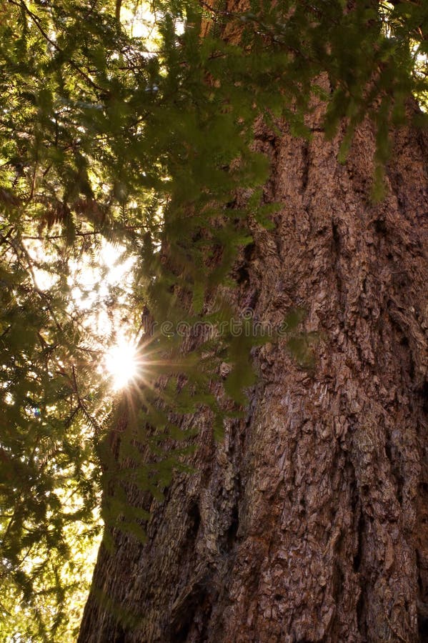 Redwood Trunk and Sun Flare