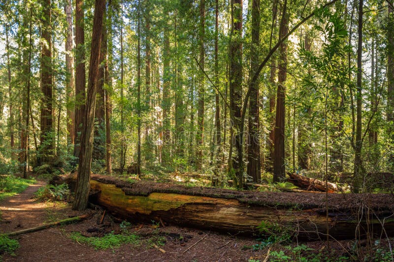 Мирная роща Redwood стоковая фотография Мирная роща Redwood стоковая фотография