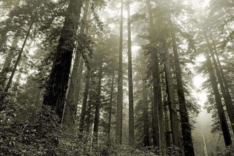 Lady Bird grove, Redwood national park, California. Lady Bird grove, Redwood national park, California