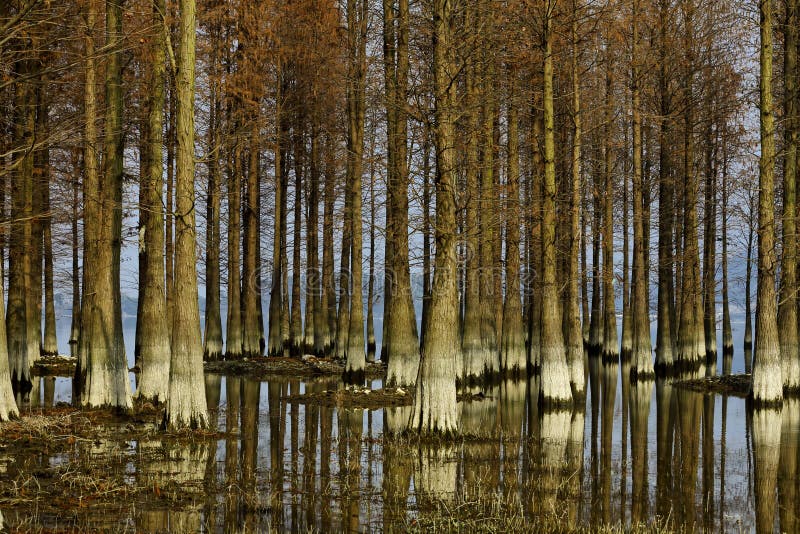 Redwoods grow in shallow lakes stock photography