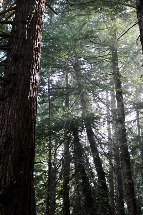 Light Through the Redwoods stock photo. Image of trail 36076310
