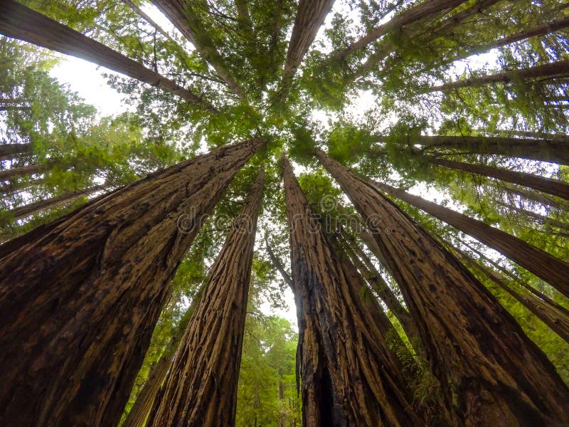 Redwoods of Muir woods