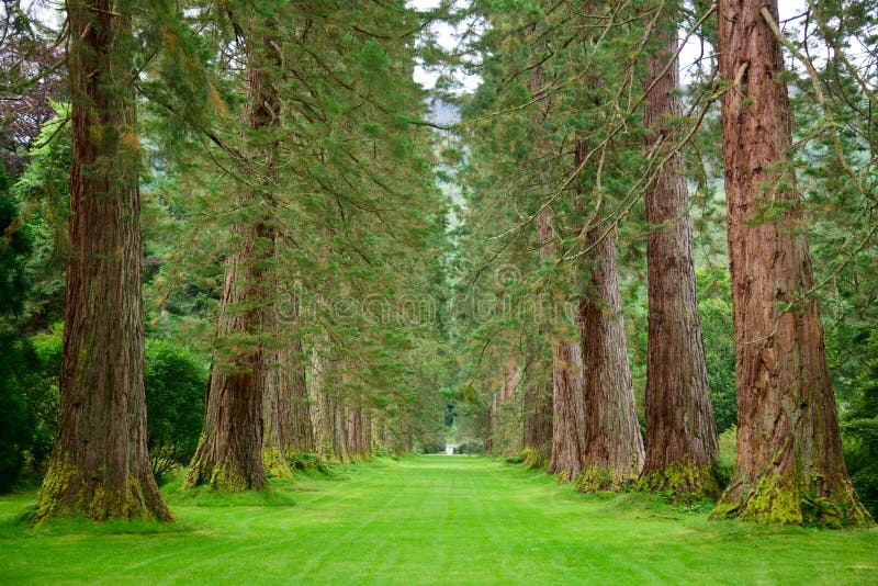 Download Redwoodträdaveny arkivfoto. Bild av lane, green, sommar - 27287530