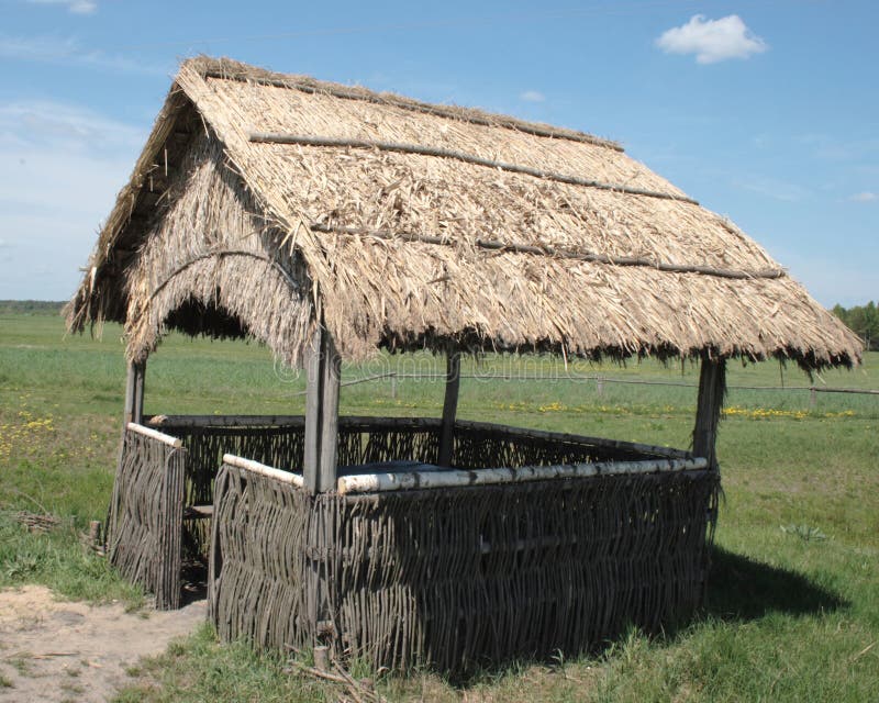 Reed royalty free stock photo