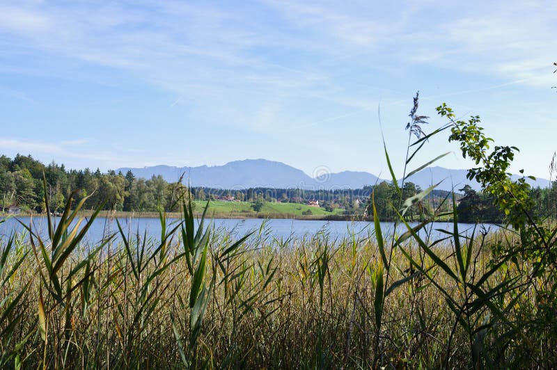 Reed alla riva di un lago fotografia stock Reed alla riva di un lago fotografia stock