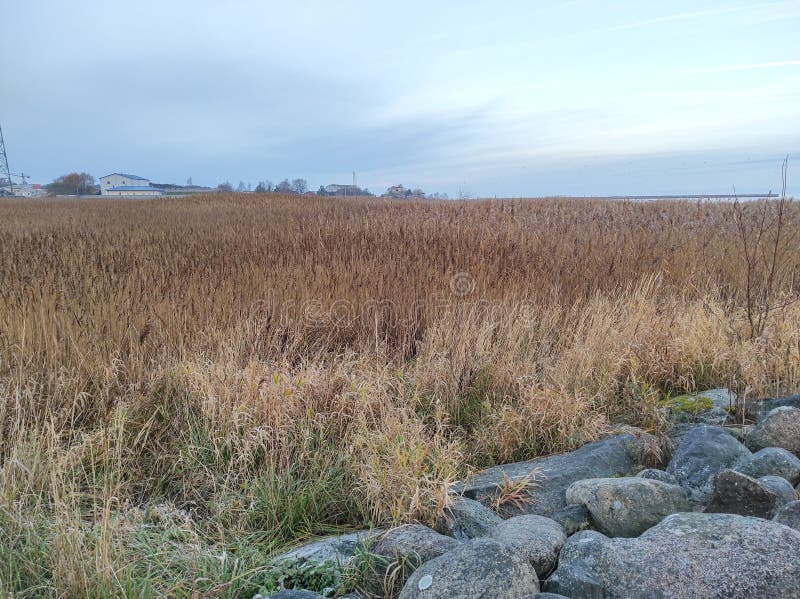 Reed at beach stock image. Image of reed, geology, wilderness 236553885