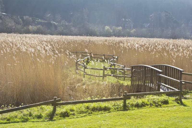 Reed Bed stock image. Image of habitat, summer, sunny 40082837