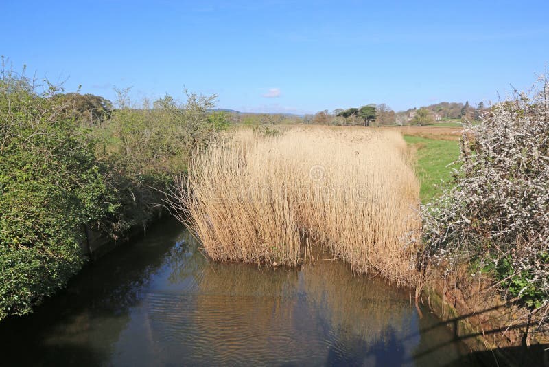 Reed Beds by the River Teign, Devon Stock Photo Image of marsh, abbot