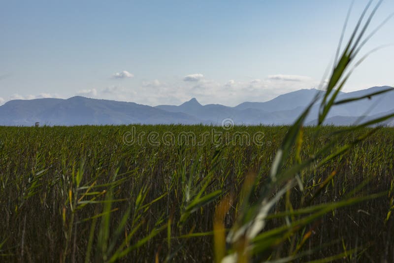 Reed beds and wetlands, Torreblanca, Spain